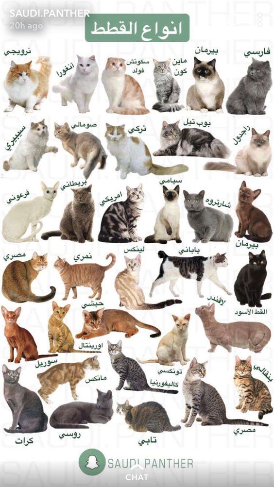 ما هي انواع و أسماء القطط - مقدمة إلى أنواع القطط